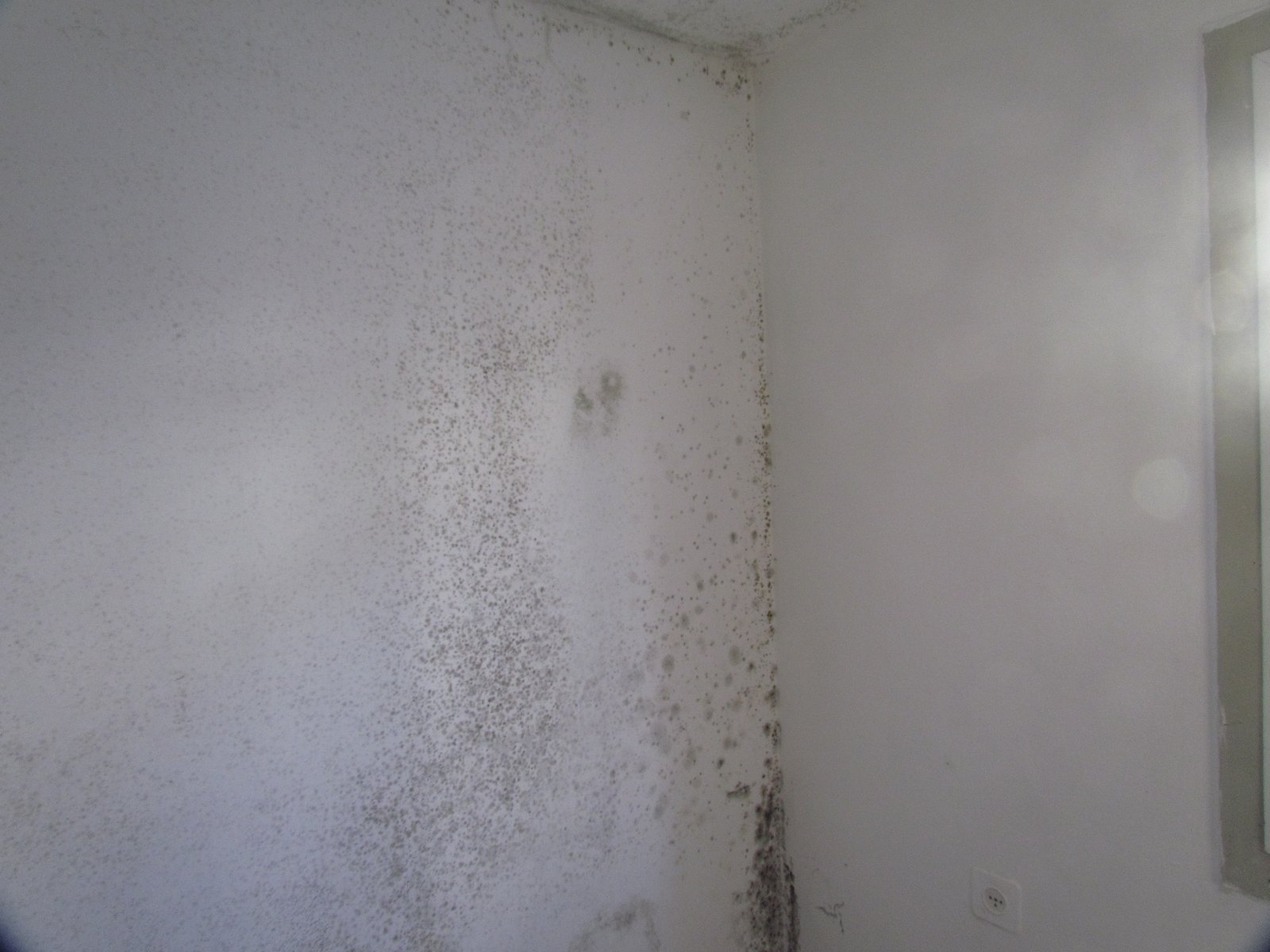 Dark speckled growth across an interior wall and into the corner beside a window.